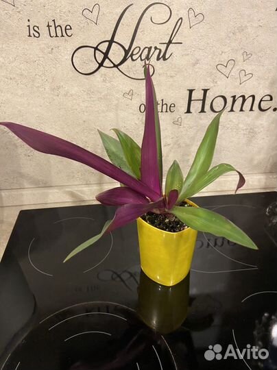 Цветы для дома, разные