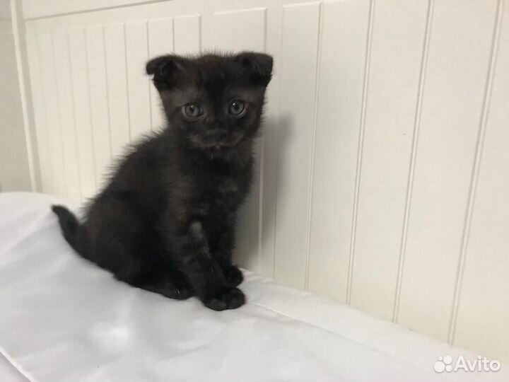 Вислоухие котята