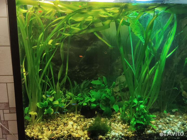 Аквариумные рыбки