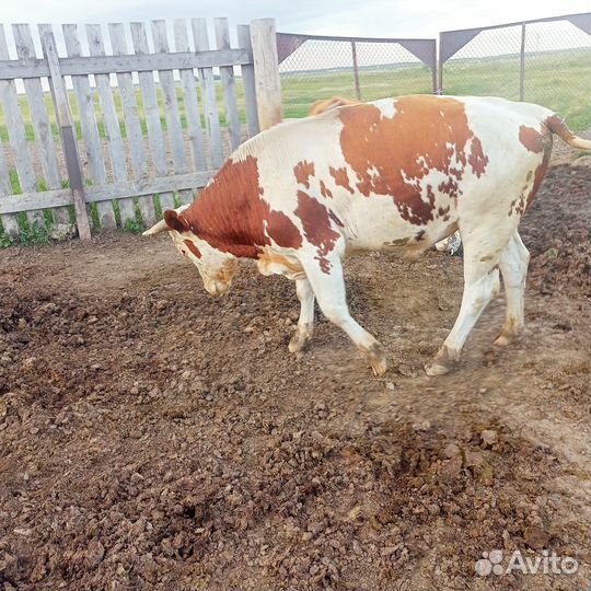 Крупно рогатый скот