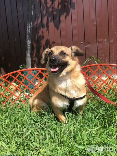 Маленькая собачка Леля 2 года