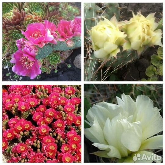 Злак, молодило, кактус, очитки и тд