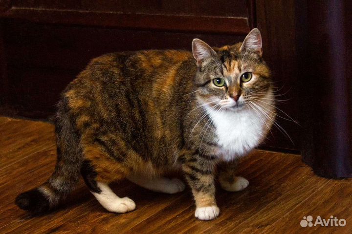 Сладкая булочка Маруся ищет семью