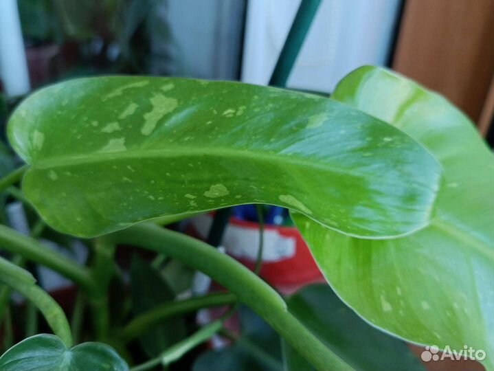 Филодендрон хосе буэно или имбе вайт