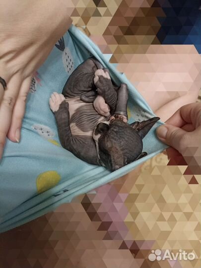 Крошка в ладошке. Сфинкс