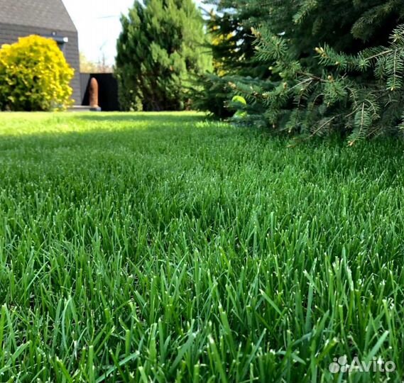 Рулонный газон, посевной газон