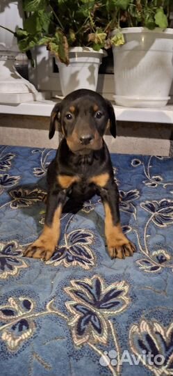 Щенки добермана