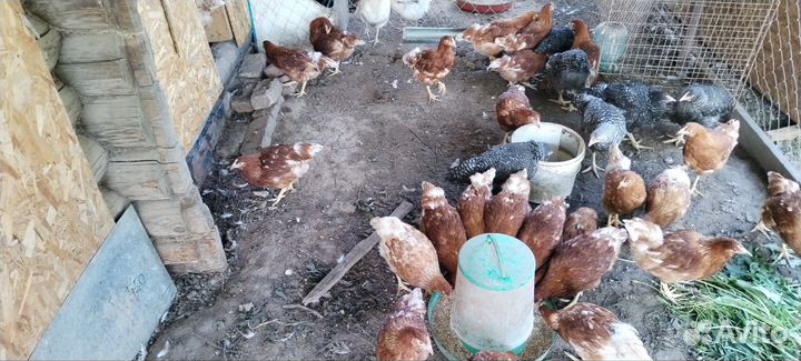 Куры молодки