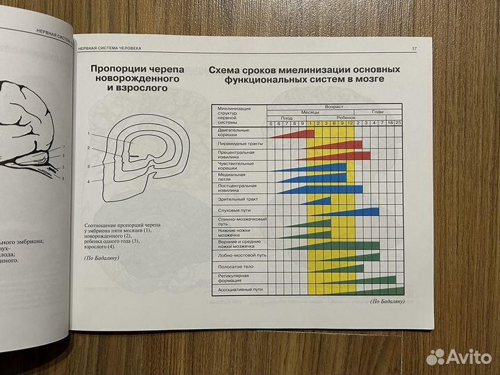 Атлас нервная система человека Астапов Микадзе