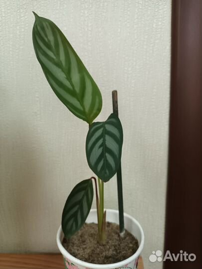 Комнатные цветы