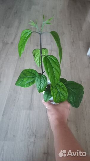 Укорененные черенки Клеродендрум Томпсона