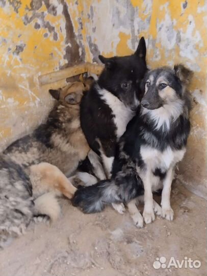 Собаки в отлове очень нуждаются в руках, ждут