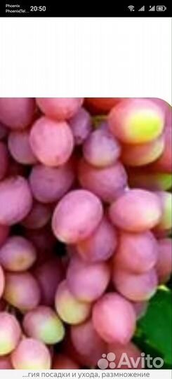 Черенки винограда