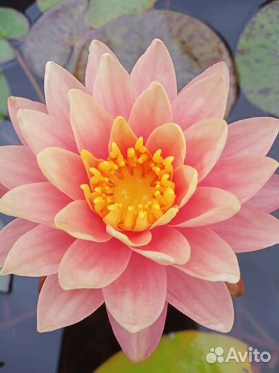 Нимфея персиковая