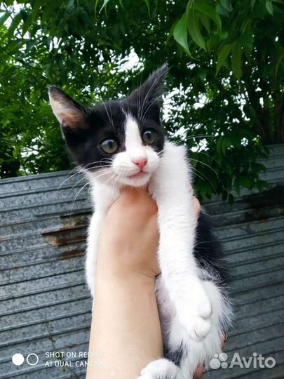 Кот котенок Маркиз