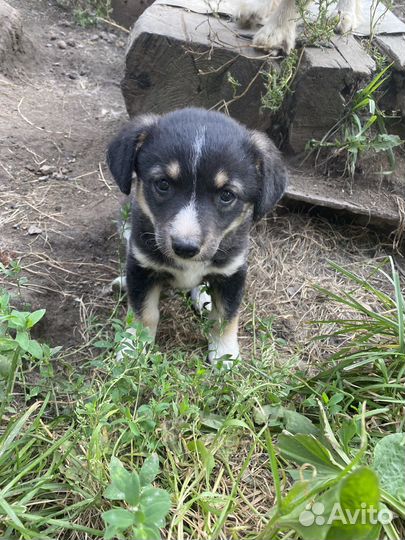 Щенок в добрые руки