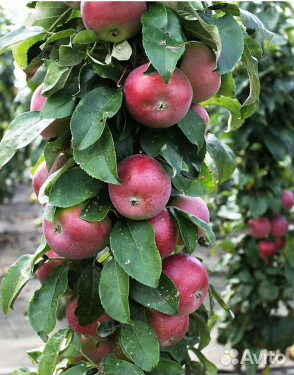 Колонновидная яблоня Поэзия