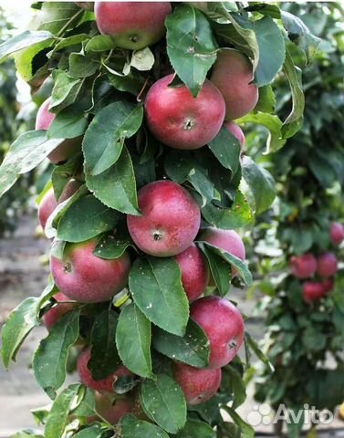 Колонновидная яблоня Поэзия