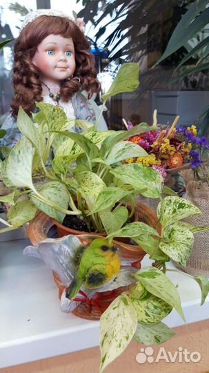 Сциндапсус