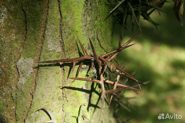 Гледичия невооруженная и трехколючковая, семена