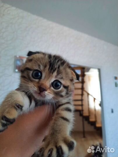 Шотландский вислоухий котёнок