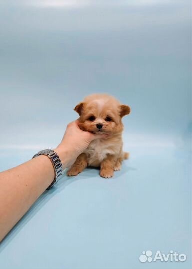 Maltipoo супер мини мальчик