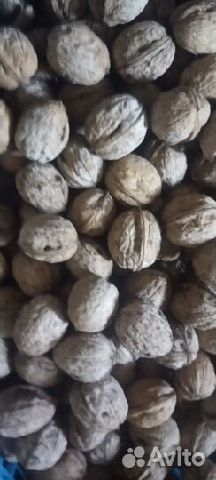 Грецкий орех в скорлупе