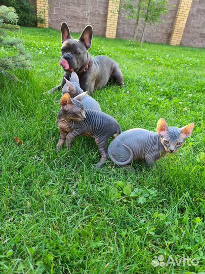 Канадский сфинкс