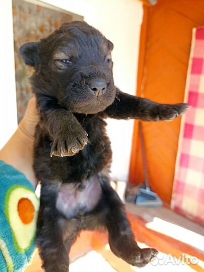 Шарпей помесь в добрые руки