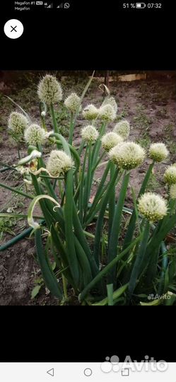 Семена лука многоярусного