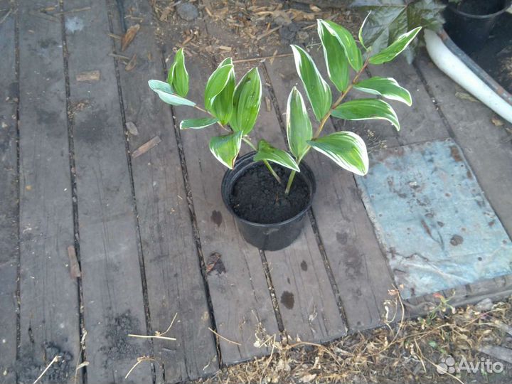 Садовый ландыш