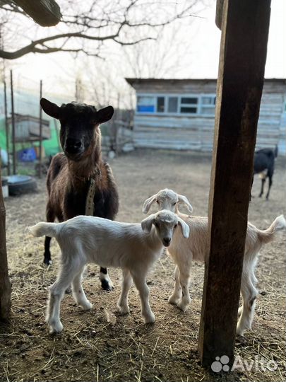 Козлята