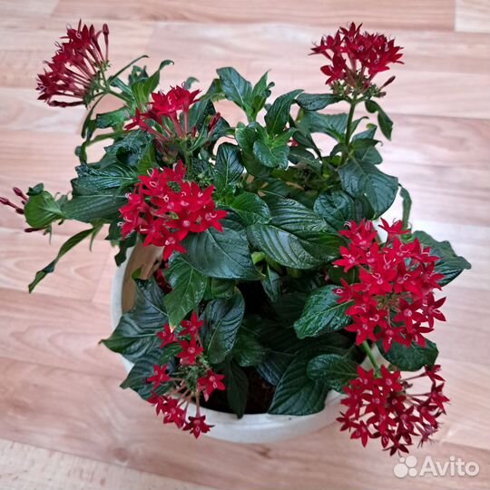 Пентас цветок