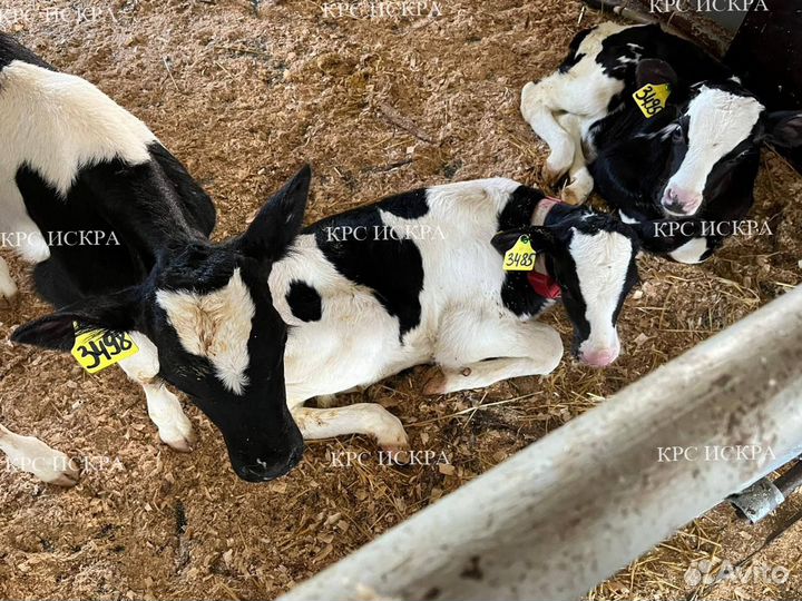 Бычки от 1мес