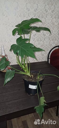 Монстера деликатесная, сциндапсус, Филодендрон