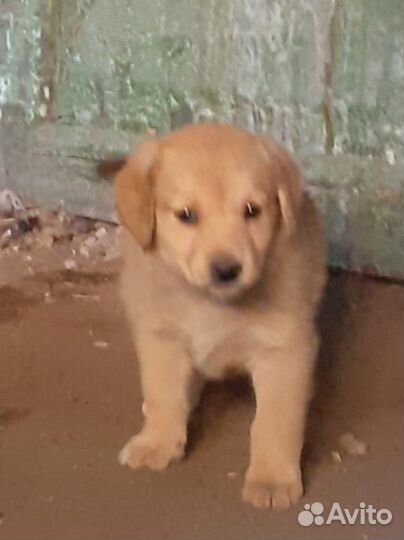 Щенок девочка Малышка