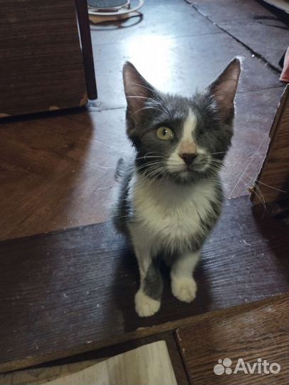 Котенок Дымка