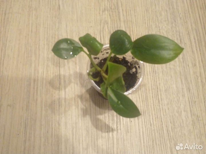 Филодендрон биркин