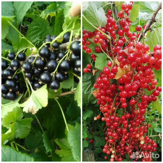 Смородина черная и красная