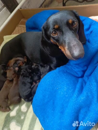 Такса стандартная Гладкошéрсная