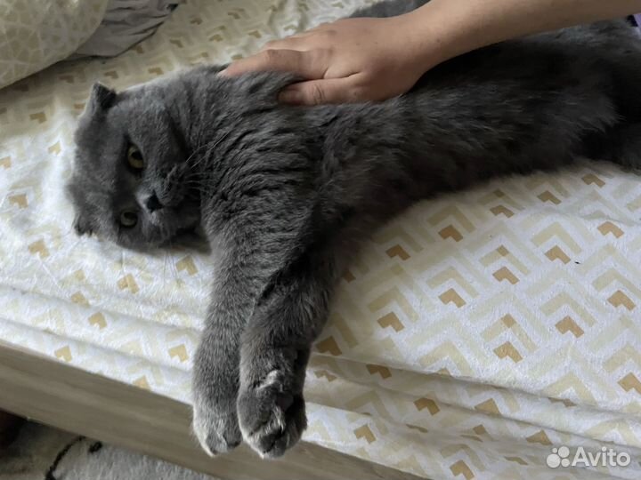Шотландец вислоухий, 2 года