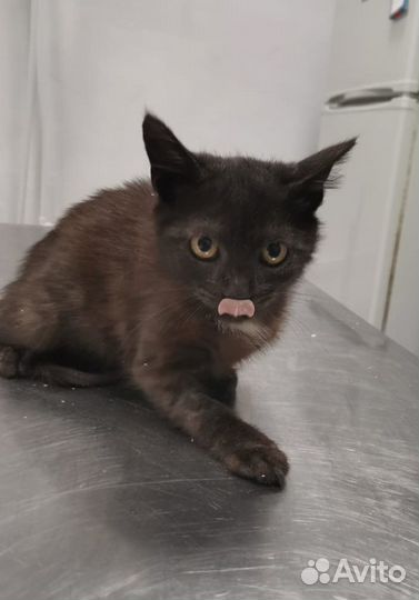 Котёнок мальчик Лаки