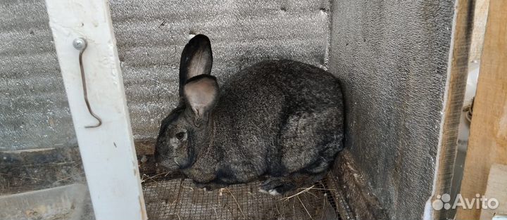 Кролики мясных пород