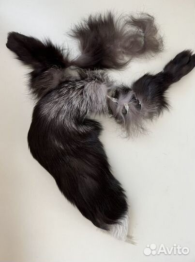 Хвост лисы (чернобурки)