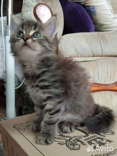 КотёнокКошка