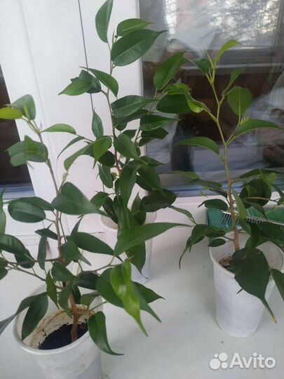 Фикус бенджамина