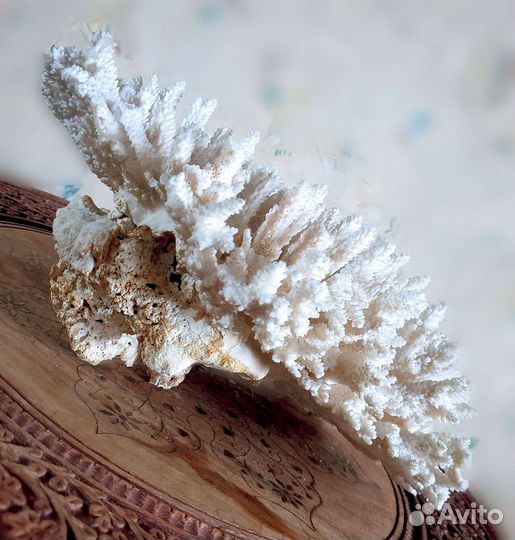 Большой коралл