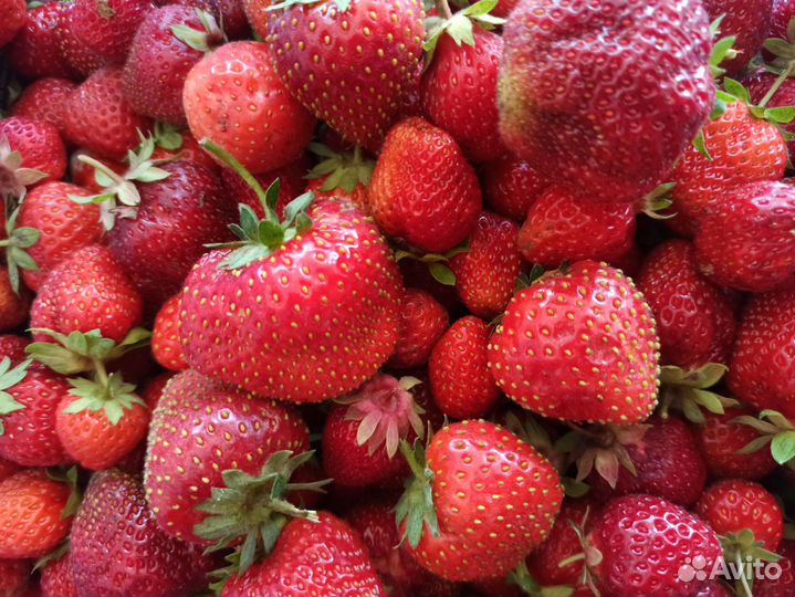 Рассада клубники