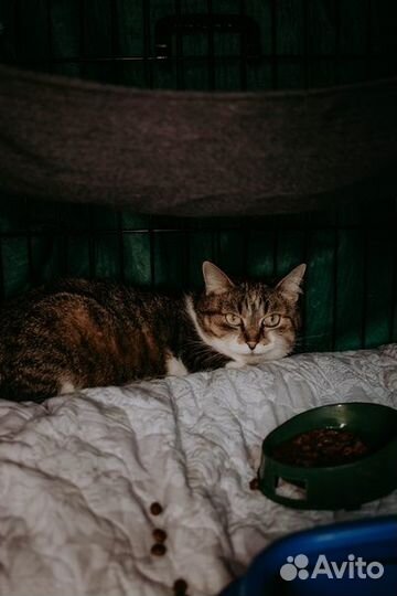 Ласковые котики из приюта в добрые руки