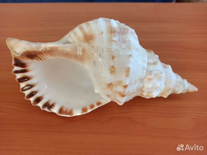 Морская раковина